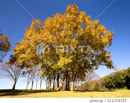 アキニレの黄葉 121258197