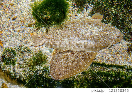 Two Flounder Fish Resting Side by Side on the Ocean Floor Covered with Green Algae and Sand 121258346