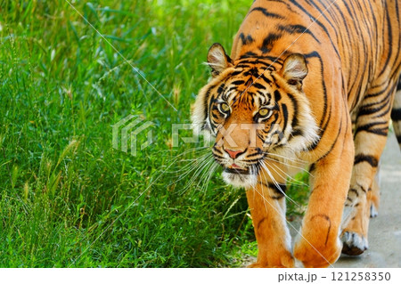 Majestic and Powerful Striking Tiger Roaming Freely in Its Natural Habitat in the Wild 121258350