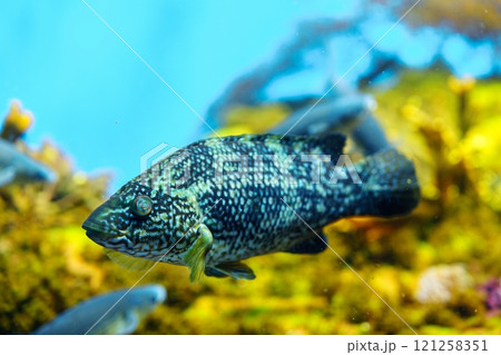 Dusky Rockfish Isolated On Greenish Water Background With Blurred Foreground And Background 121258351