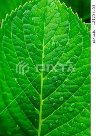 Close-up of a single fresh green leaf with water drops on a solid color background. 121258353