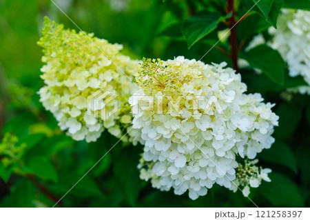 Close-up of white hydrangea flowers in full bloom in a garden. Bruges, Belgium. Close-up of white hydrangea flowers in full bloom in a garden. Bruges, Belgium. 121258397