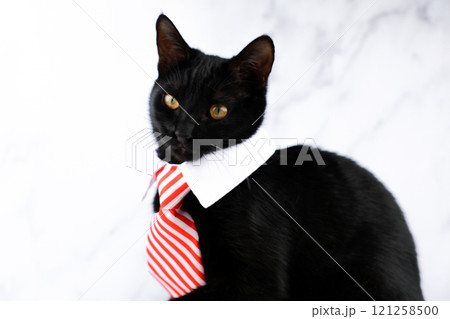A black cat with yellow eyes is sitting against a white marble background, the cat is wearing a white collar with a white and red tie, the cat is looking at the camera. Office concept, work, funny 121258500