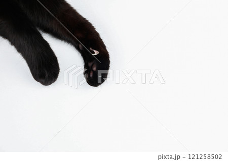 On a white background in the upper left corner, you can see two black cat's paws with an outstretched claw with space for text. High quality photo 121258502