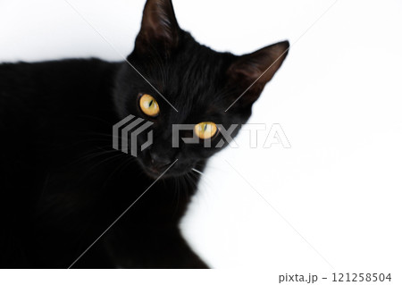 Pet black cat with big ears, bright yellow eyes and long whiskers lying on its side and looking at the camera, head and torso visible, with space for text. Pet concept black friday. High quality photo Pet black cat with big ears, bright yellow eyes and long whiskers lying on its side and looking at the camera, head and torso visible, with space for text. Pet concept black friday. High quality photo 121258504