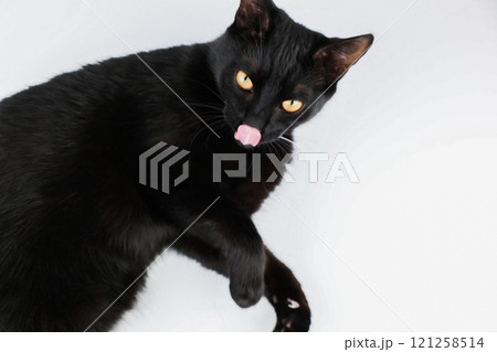 Pet black cat with big ears, bright yellow eyes and long whiskers lying on its side with its paws raised on a white background, head and torso and paws are visible, looking at the camera and licking 121258514