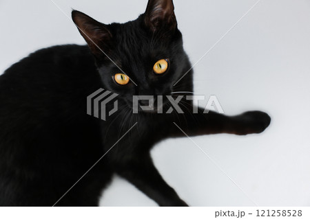 Pet black cat with big ears, bright yellow eyes and long whiskers lying on its side on a white background, head and torso and legs visible, looking at the camera. Pet concept black friday. High 121258528
