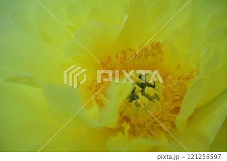 生薬である「立てば芍薬」、品種はバードゼラ、花言葉は「恥じらい」「はにかみ」。 生薬である「立てば芍薬」、品種はバードゼラ、花言葉は「恥じらい」「はにかみ」。 121258597