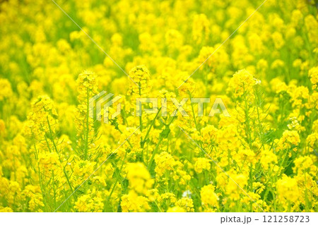 春の訪れを告げる菜の花 121258723