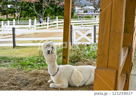 牧歌の里のアルパカ（秋季） 121259017