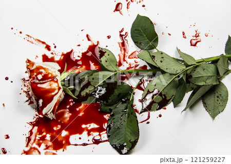 Beautiful and bloody white rose on the white background. Bloody rose - conceptual photo.  White rose with blood. 121259227