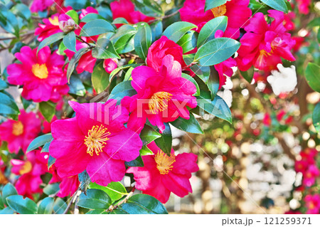 赤いサザンカの花(冬、十二月) 赤いサザンカの花(冬、十二月) 121259371