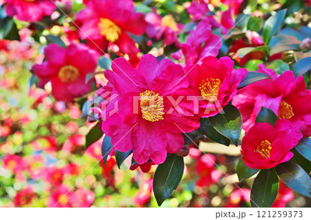 赤いサザンカの花（冬、十二月） 121259373