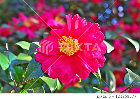 赤いサザンカの花（冬、十二月） 121259377