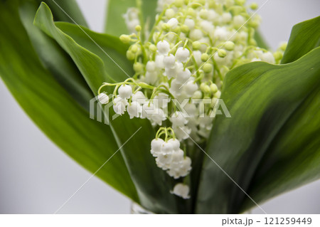 Lily of the valley. Blooming lily of the valley beautiful flower against background. Spring flower lilies of the valley. 121259449