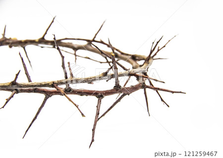 A crown of thorns on a white background. Conceptual phototo use in the design. A wreath of branches with thorns A crown of thorns on a white background. Conceptual phototo use in the design. A wreath of branches with thorns 121259467