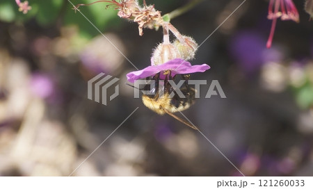 トラマルハナバチ 121260033