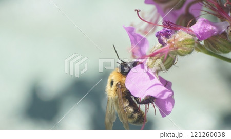 トラマルハナバチ トラマルハナバチ 121260038