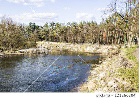 Ukranian landscape in the forest. Pine forest with a river name Psel in city Sumy. Pine trees on a river bank in Ukraine. Beautiful river called Psel 121260204