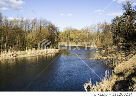 Ukranian landscape in the forest. Pine forest with a river name Psel in city Sumy. Pine trees on a river bank in Ukraine. Beautiful river called Psel 121260214