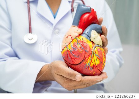 Cardiovascular disease CVD, doctor with heart human model anatomy for treatment patient in hospital. 121260237