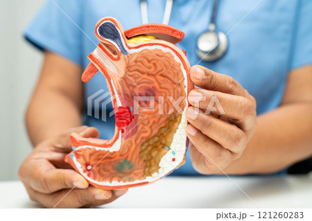 Uterus, doctor holding human anatomy model for study diagnosis and treatment in hospital. 121260283