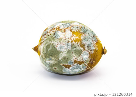 Spoiled lemon on a white background. The lemon is moldy and has begun to rot. The concept of design with a perished lemon. 121260314