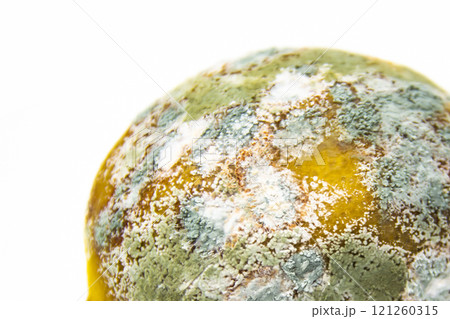 Spoiled lemon on a white background. The lemon is moldy and has begun to rot. The concept of design with a perished lemon. 121260315
