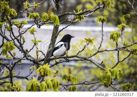 A magpie sits on top of a chestnut tree that will bloom soon. A stunning view of the verdant chestnut branches in early spring. Beautiful magpie bird sits on tree branches. Amazing days of spring 121260317