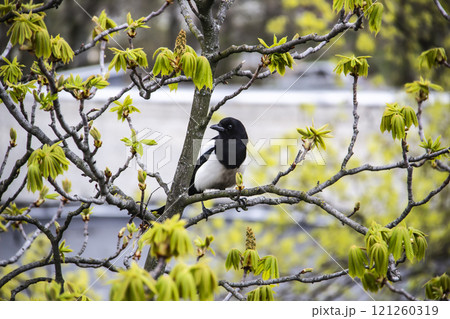 A magpie sits on top of a chestnut tree that will bloom soon. A stunning view of the verdant chestnut branches in early spring. Beautiful magpie bird sits on tree branches. Amazing days of spring 121260319