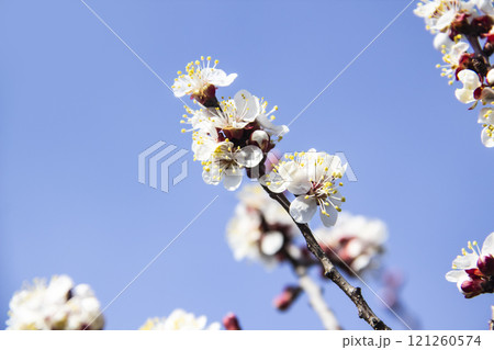 Apricot blossom flowers in spring, blooming on young tree branch. Close up apricot blossom white flowers and blue sky in sunny spring background. Apricot blossom flowers in spring, blooming on young tree branch. Close up apricot blossom white flowers and blue sky in sunny spring background. 121260574