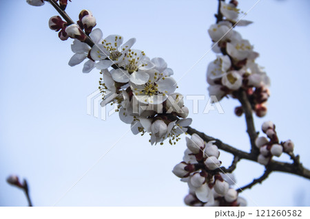 Apricot blossom flowers in spring, blooming on young tree branch. Close up apricot blossom white flowers and blue sky in sunny spring background. Apricot blossom flowers in spring, blooming on young tree branch. Close up apricot blossom white flowers and blue sky in sunny spring background. 121260582