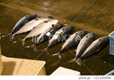 氷見寒鰤 121260866