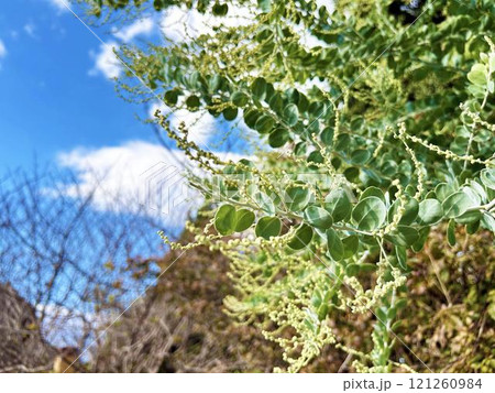 パールアカシアと青空 パールアカシアと青空 121260984