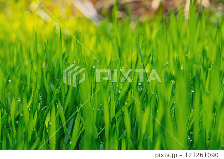 Green juicy grass close-up with drops of transparent dew at the tips of long leaves of cereal plants. In the background is a blurred, with yellow, bright areas with a bokeh effect 121261090