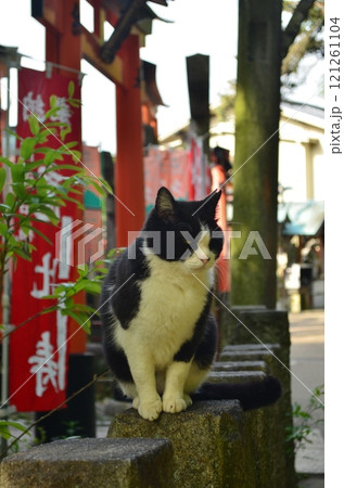 猫様 121261104