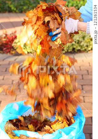 maple leaves in hand , golden autumn maple leaves in hand , golden autumn 121261534