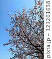 桜と青空 121261638