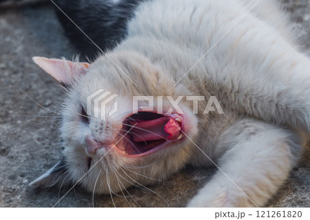 A white cat with a black back, lying stretched out, opened its mouth, yawns, slightly curling the tip of its tongue. The serene life of a pet that is cared for and fed on time by its owner A white cat with a black back, lying stretched out, opened its mouth, yawns, slightly curling the tip of its tongue. The serene life of a pet that is cared for and fed on time by its owner 121261820