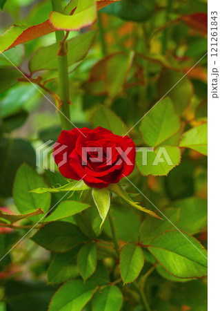 Vertical shot of superb dark red rose in center of frame in summer flower garden against background of dense foliage of bushes and their branches. Floriculture, affordable living and natural beauty Vertical shot of superb dark red rose in center of frame in summer flower garden against background of dense foliage of bushes and their branches. Floriculture, affordable living and natural beauty 121261843