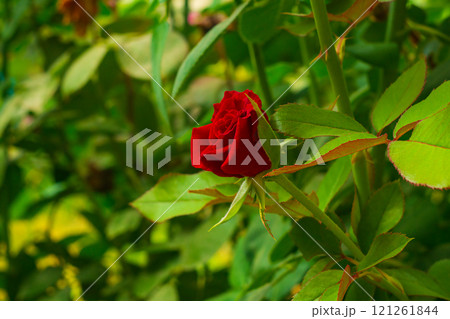 Side view of rose bush with beautiful red flower bud and green foliage with purple border around edges and bottom. Varieties of garden roses for cultivation, breeding, results of research, genetics Side view of rose bush with beautiful red flower bud and green foliage with purple border around edges and bottom. Varieties of garden roses for cultivation, breeding, results of research, genetics 121261844