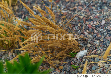 Beautiful dry yellow spikelets of ornamental cereal plants with selective focus leaned to left, due to fact that next to them they unloaded building material - fine rubble of multi-colored stones Beautiful dry yellow spikelets of ornamental cereal plants with selective focus leaned to left, due to fact that next to them they unloaded building material - fine rubble of multi-colored stones 121261882
