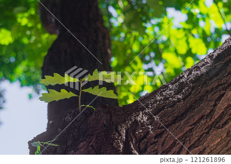Young branch of an oak tree grew from the trunk at the site of the cut, healed without leading to rotting against blurred foliage background. Renewal of cells and plant parts, regeneration 121261896