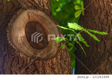 A young branch of an oak tree grew from the trunk at the site of the cut, which healed and healed without leading to rotting of the section and cracks. Renewal of cells and plant parts, regeneration A young branch of an oak tree grew from the trunk at the site of the cut, which healed and healed without leading to rotting of the section and cracks. Renewal of cells and plant parts, regeneration 121261899