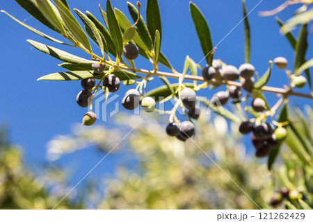 Tree, bush with growing, ripening olives Tree, bush with growing, ripening olives 121262429