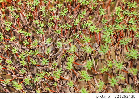 Close up of tiny branches with leaves 121262439