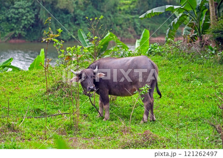 A young water buffalo grazing in a lush green field near a river with banana trees in the background A young water buffalo grazing in a lush green field near a river with banana trees in the background 121262497