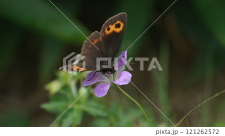 ハクサンフウロの蜜を吸うベニヒカゲのオス 121262572