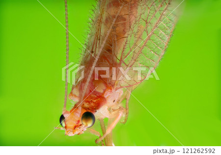 A macro photograph of a green lacewing with delicate, transparent wings and long antennae 121262592
