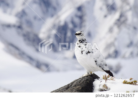 山岳地帯に住む鳥　ライチョウ（Rock ptarmigan） 121262657